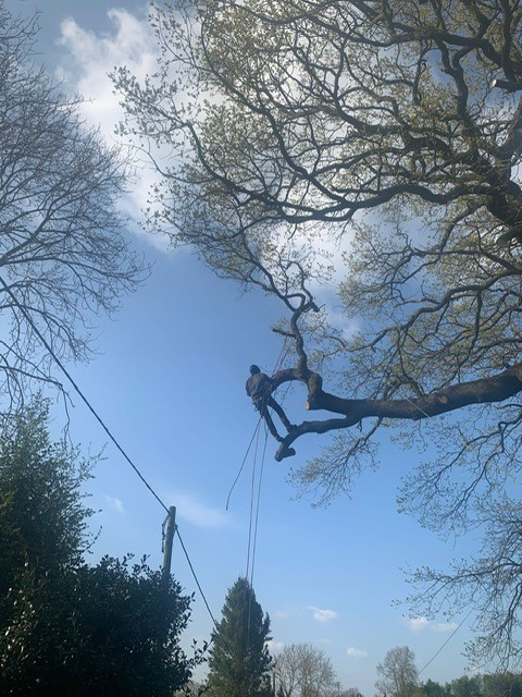working-in-tree