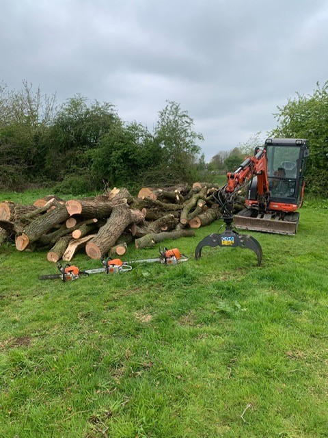 felled-trees