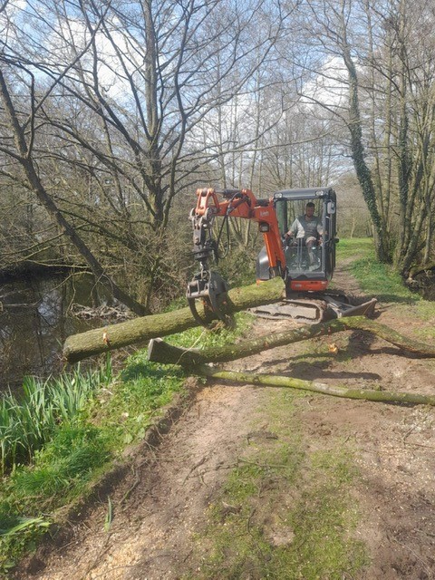 tree-removal
